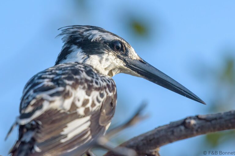 Pied kingfisher botswana 1
