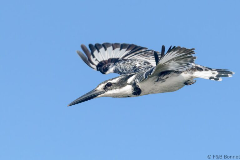 Pied kingfisher senegal 1