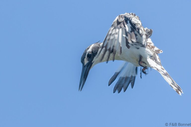 Pied kingfisher senegal 2
