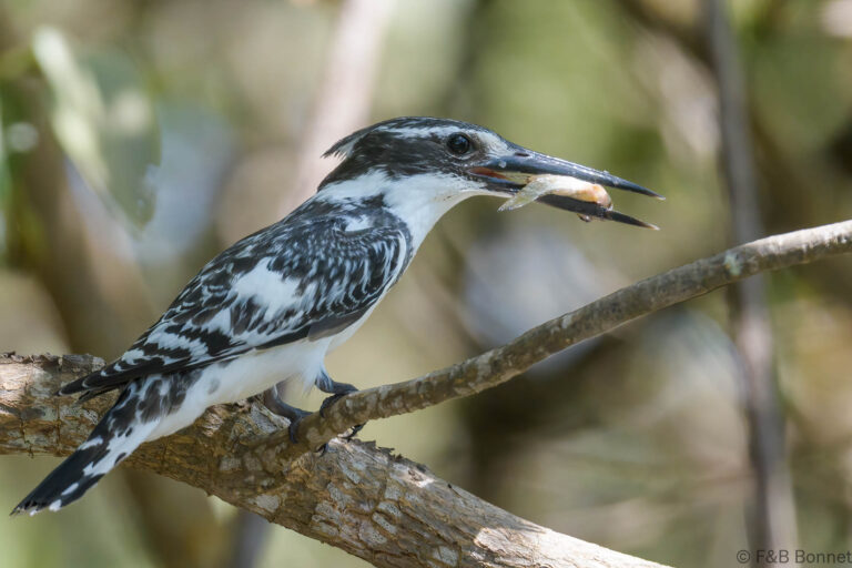 Pied kingfisher senegal 3