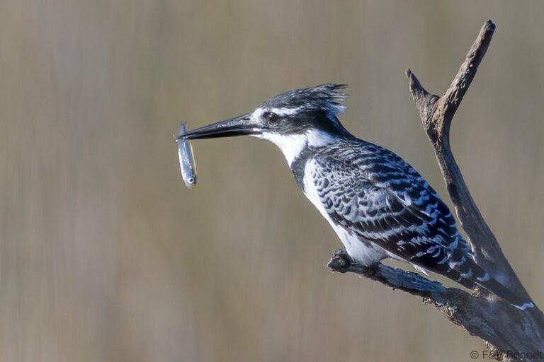 Pied kingfisher south africa 1
