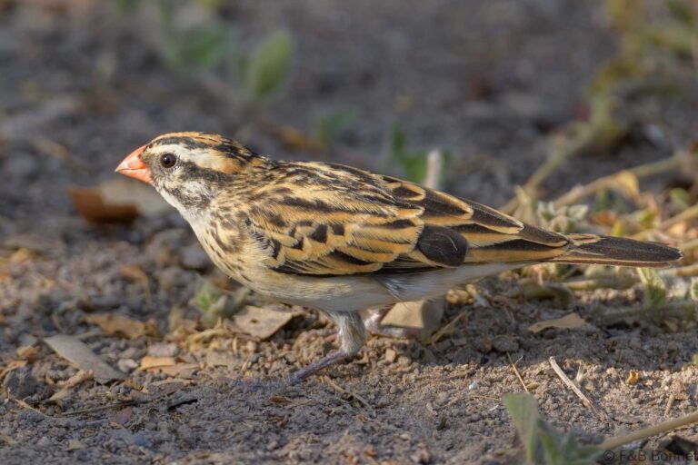 Pin tailed whydah senegal 1