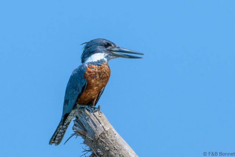 Ringed kingfisher costa rica 2