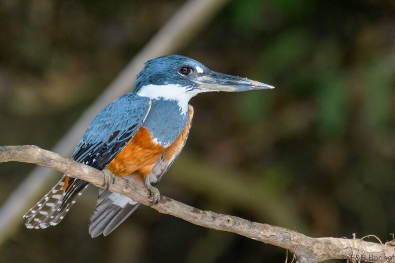 Ringed kingfisher costa rica 3