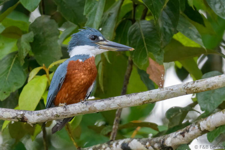 Ringed kingfisher costa rica 4