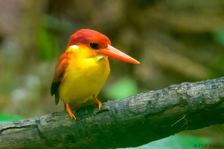 Rufous backed dwarf kingfisher philippines 2