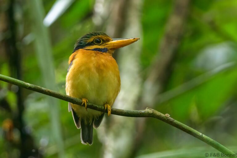 Rufous collared kingfisher thailand 2