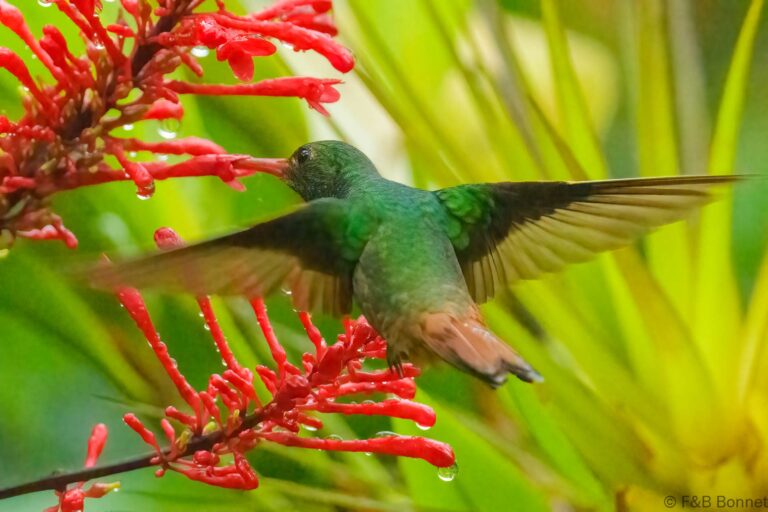 Rufous tailed hummingbird ecuador 1
