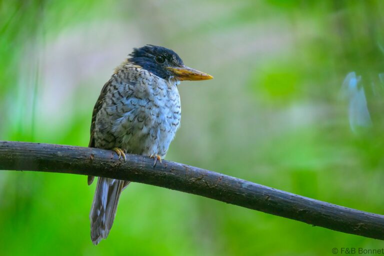 Scaly breasted kingfisher indonesia 2