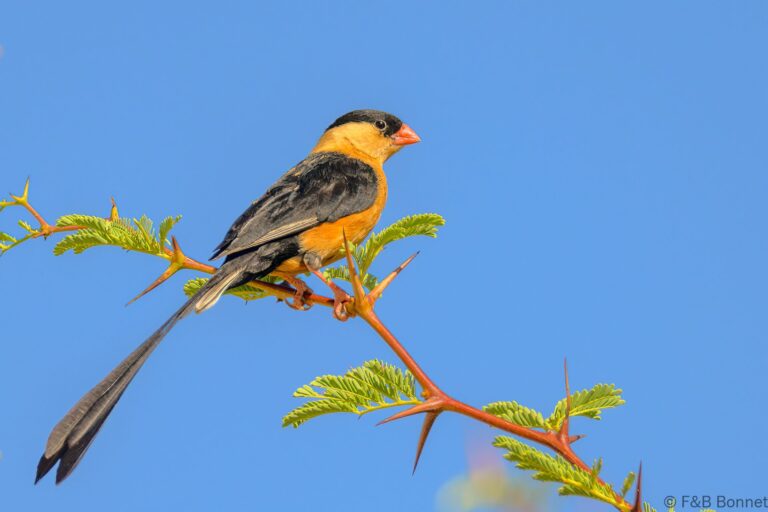 Shaft tailed whydah south africa 4