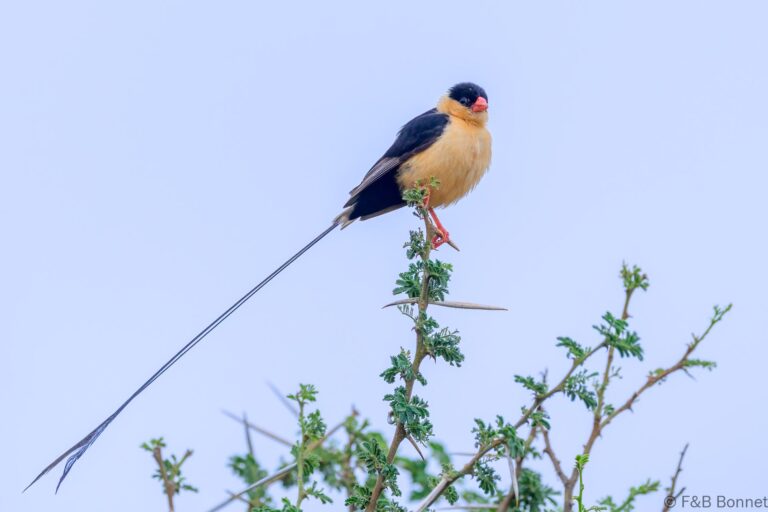 Shaft tailed whydah south africa 5