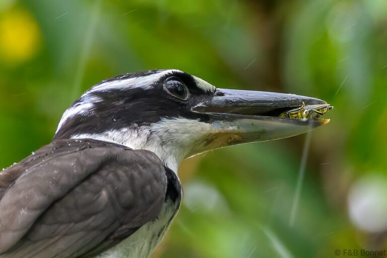 Sombre kingfisher indonesia 1