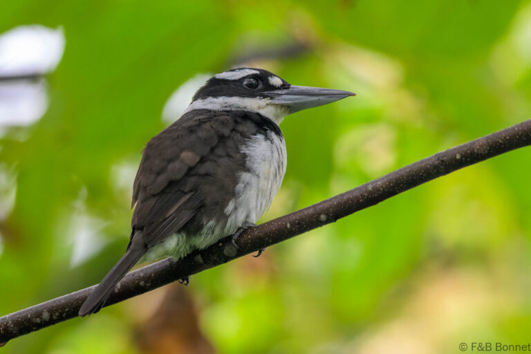 Sombre kingfisher indonesia 3