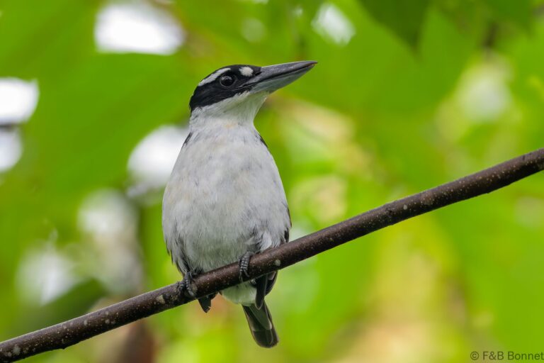 Sombre kingfisher indonesia 4