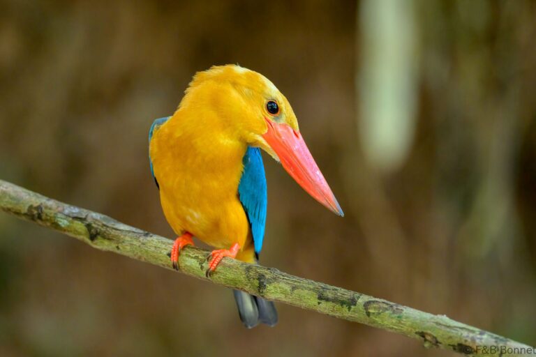 Stork billed kingfisher philippines 6