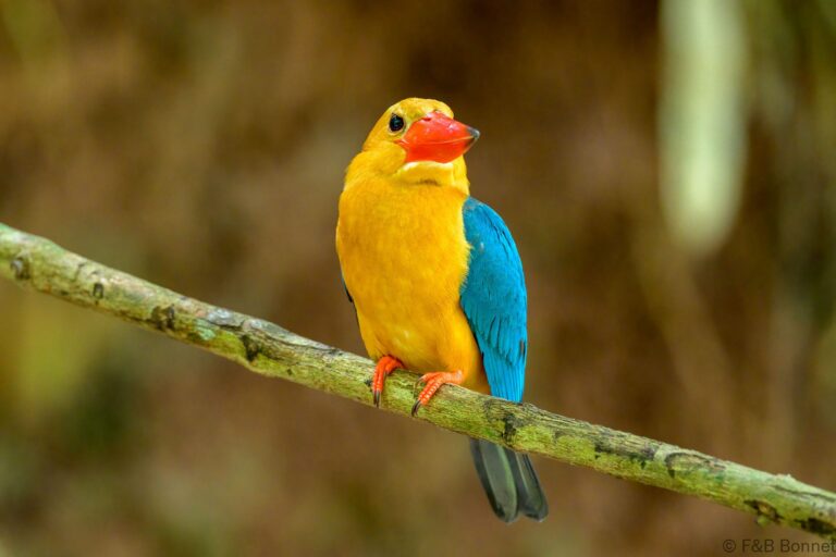 Stork billed kingfisher philippines 7