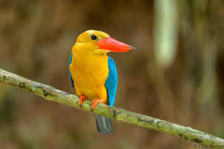 Stork billed kingfisher philippines 8