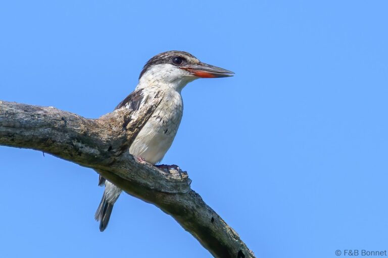 Striped kingfisher south africa 1