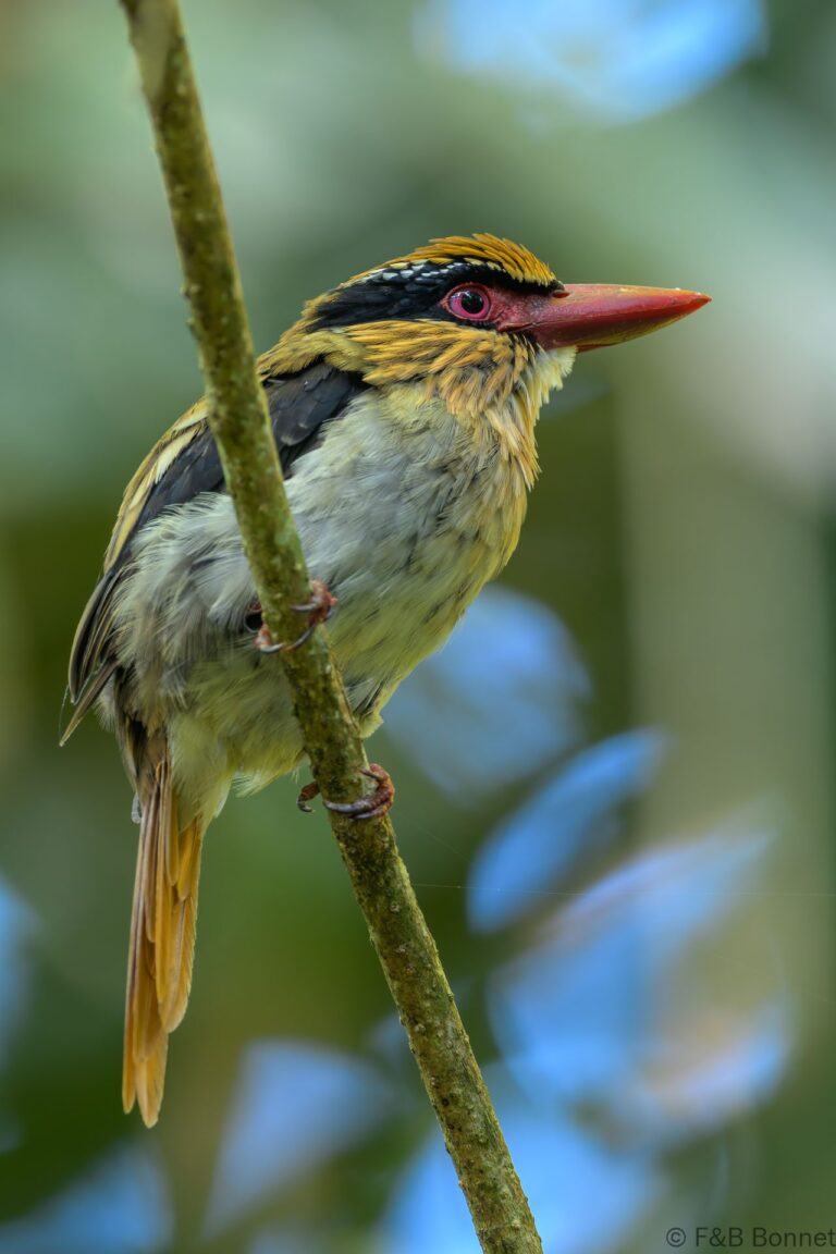 Sulawesi lilac kingfisher indonesia 1
