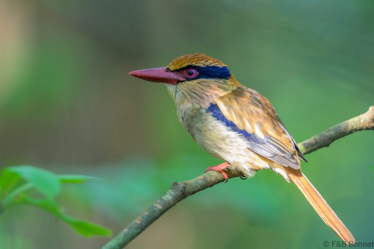 Sulawesi lilac kingfisher indonesia 2