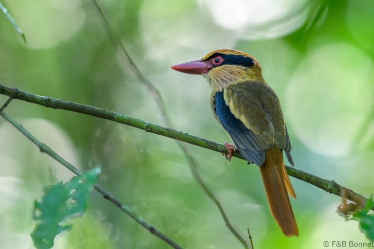 Sulawesi lilac kingfisher indonesia 3