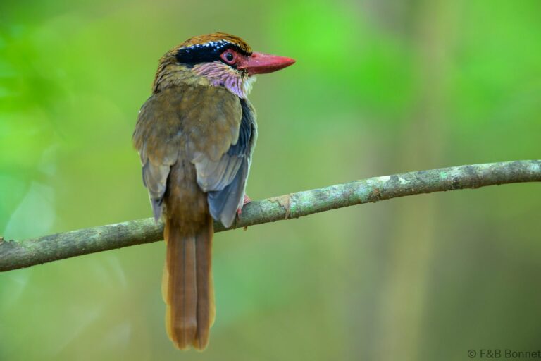Sulawesi lilac kingfisher indonesia 4