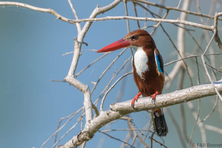 White throated kingfisher thailand 1