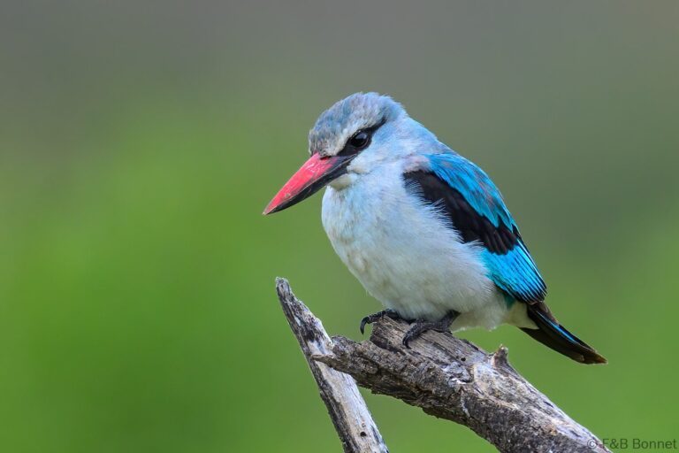 Woodland kingfisher south africa 2