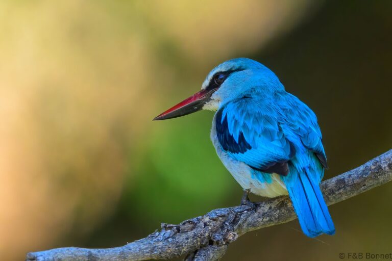 Woodland kingfisher south africa 3