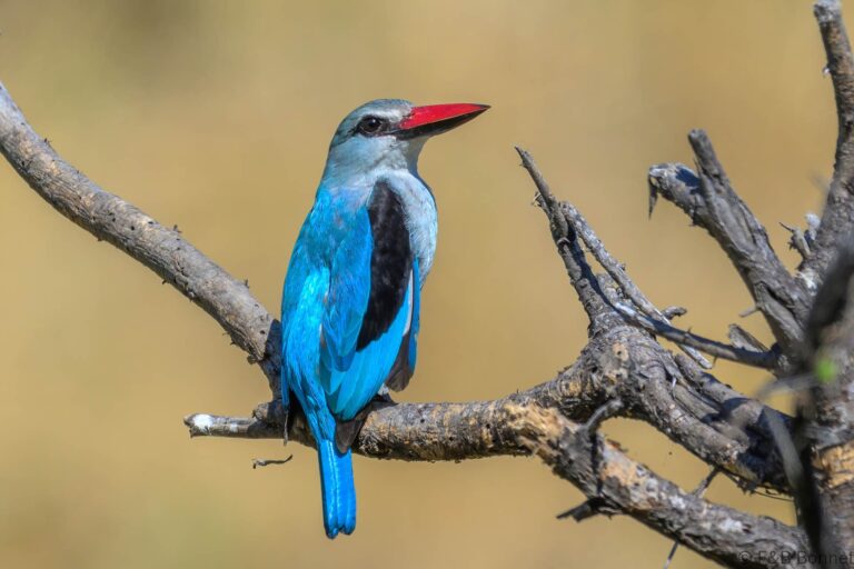 Woodland kingfisher south africa 4