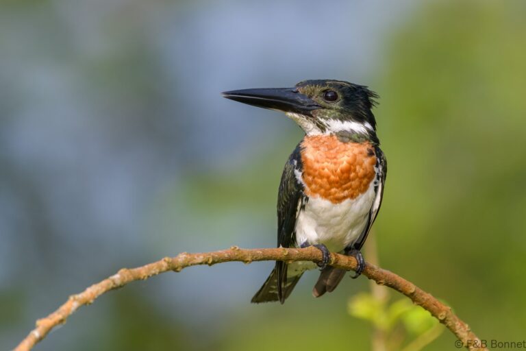 Amazon kingfisher costa rica 2