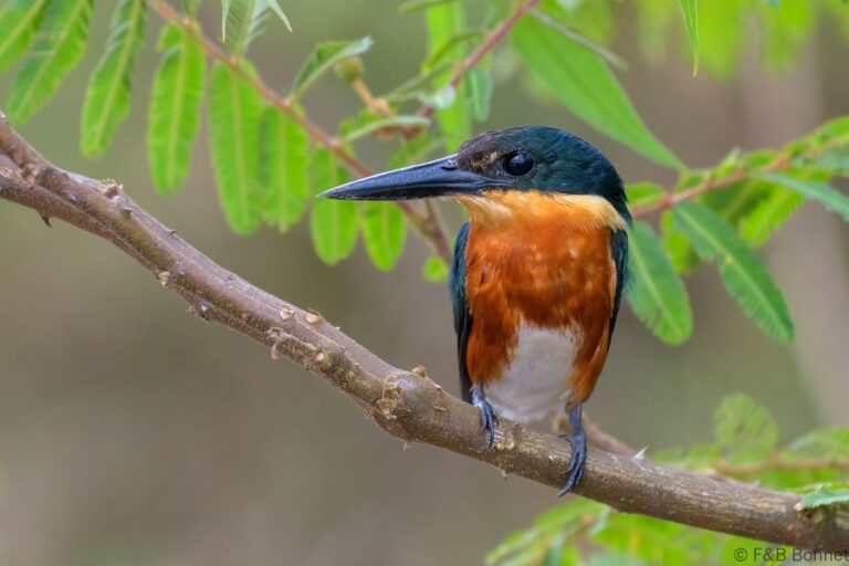American pygmy kingfisher costa rica 2