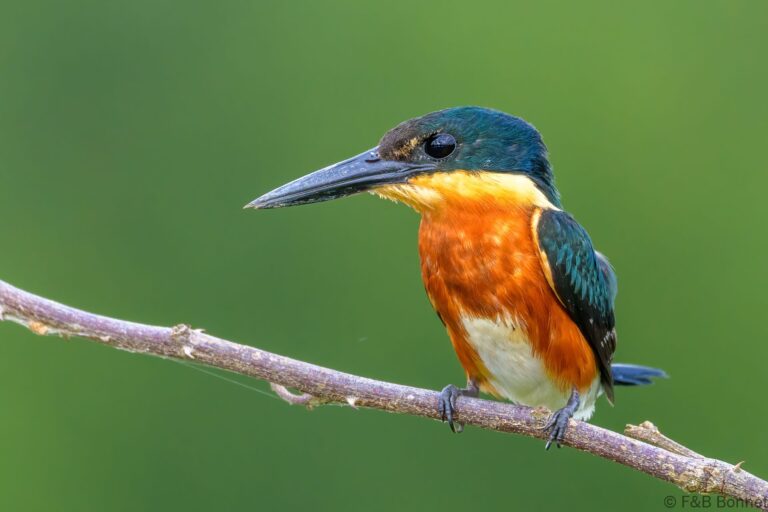 American pygmy kingfisher costa rica 3