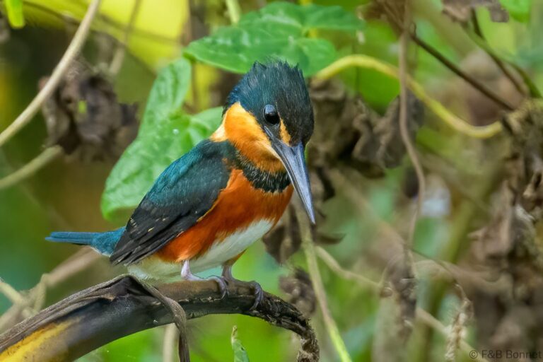 American pygmy kingfisher costa rica 4