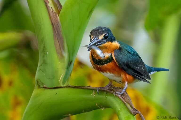 American pygmy kingfisher costa rica 5