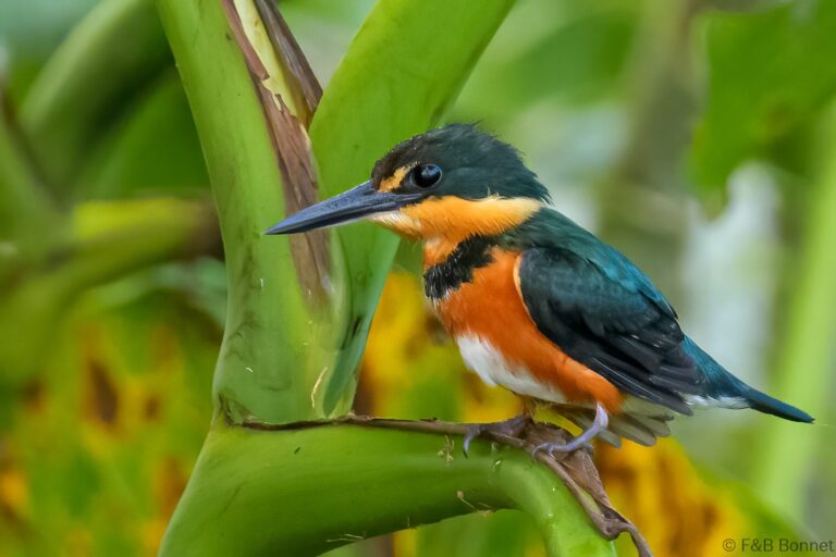 American pygmy kingfisher costa rica 6