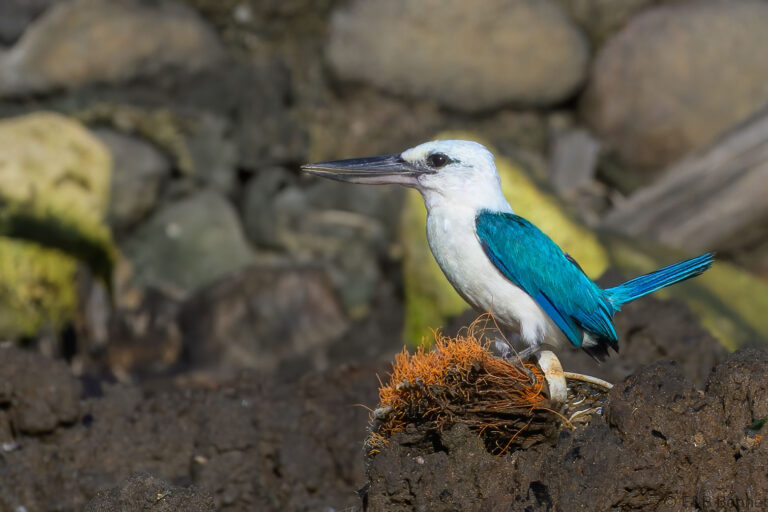 Beach kingfisher indonesia 1