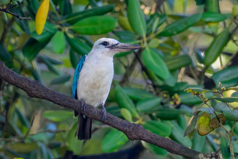 Beach kingfisher indonesia 2