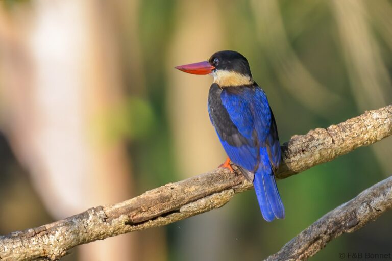Black capped kingfisher thailand 1