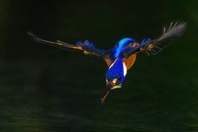 Blue eared kingfisher indonesia 1
