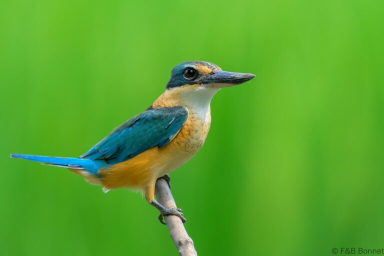 Blue eared kingfisher indonesia 2