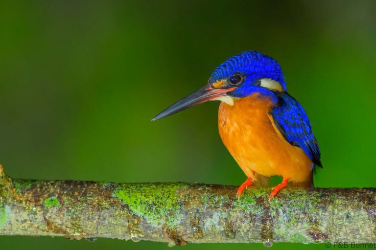 Blue eared kingfisher indonesia 2