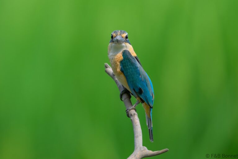 Blue eared kingfisher indonesia 3