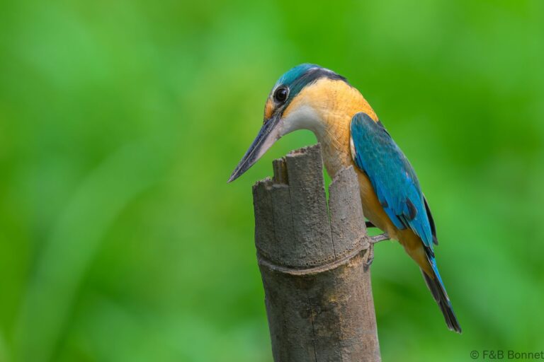 Blue eared kingfisher indonesia 4