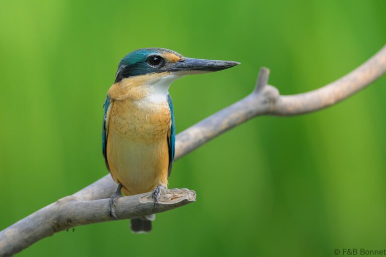 Blue eared kingfisher indonesia 5