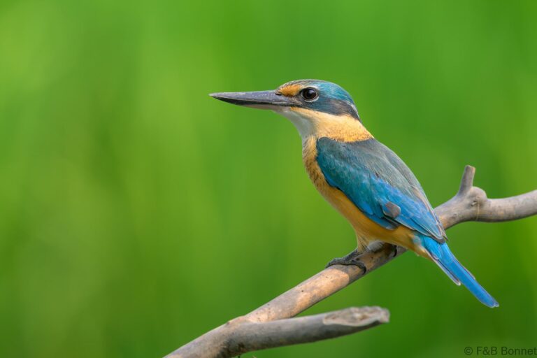 Blue eared kingfisher indonesia 6