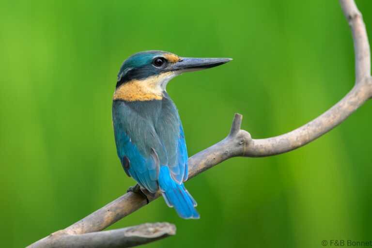 Blue eared kingfisher indonesia 7