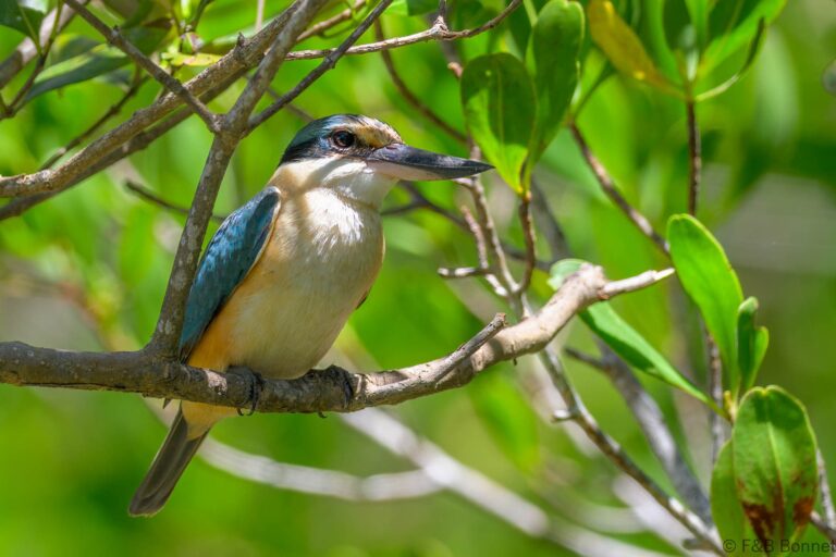 Blue eared kingfisher indonesia 8