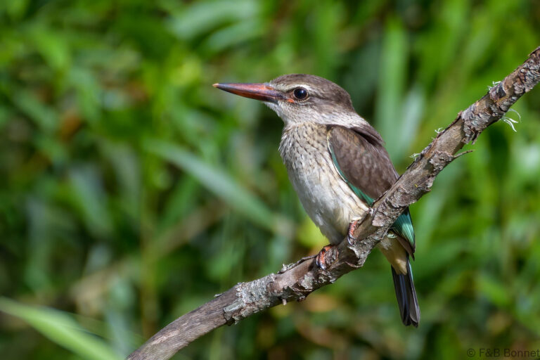Brown hooded kingfisher south africa 1