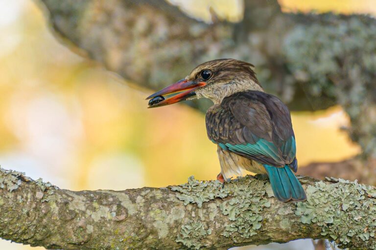 Brown hooded kingfisher south africa 2